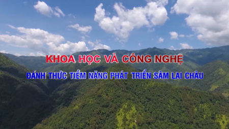 Đánh thức tiềm năng phát triển sâm Lai Châu